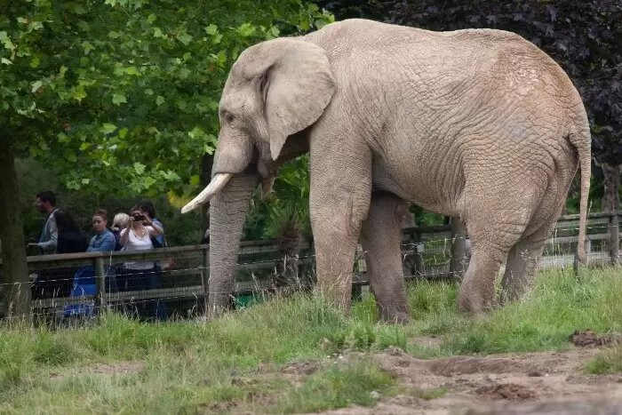Comment organiser son séjour au zoo de Beauval ?