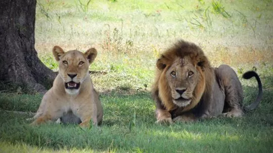 Quels vaccins doivent être prévus avant de partir faire un safari en Tanzanie ?